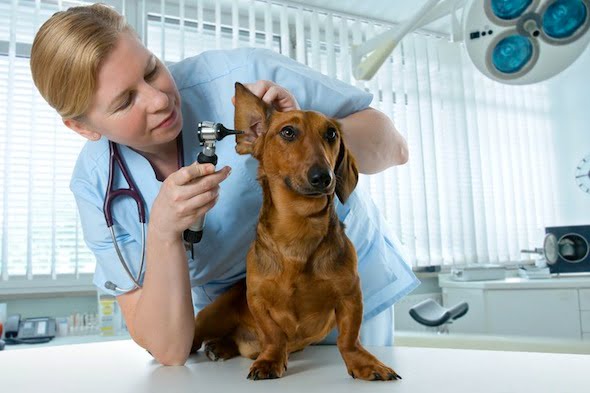 Overview of the New Draft Regulation for Veterinary Medicines