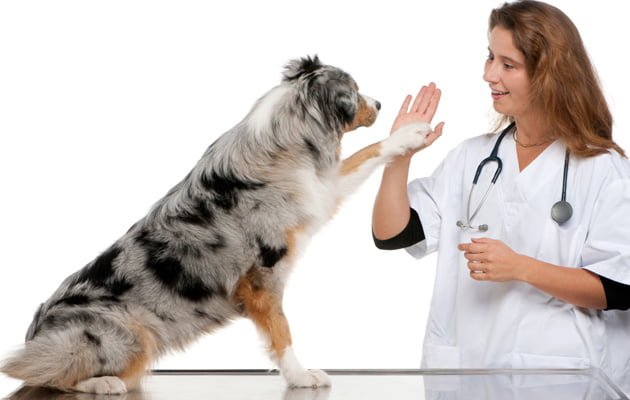 The Heart of the Matter Riding the Veterinary Learning Curve