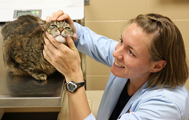 Veterinary Clinical Studies:  Managing Expectations