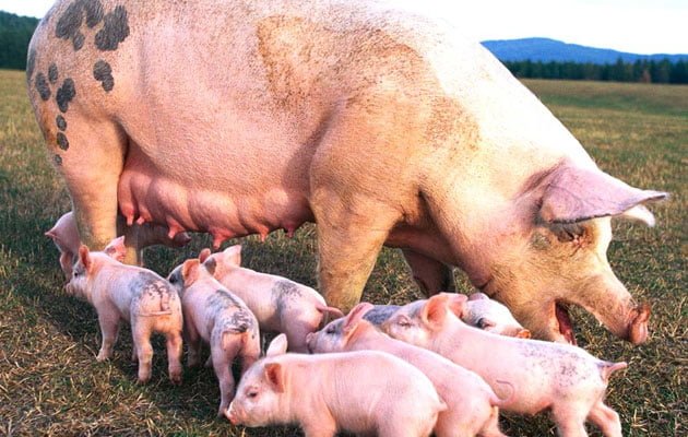 Gerard-Weijes-Vision-of-Pig-Farming