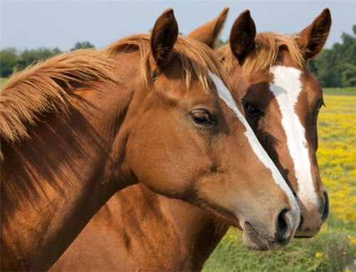 Routine Testing, Not Routine Worming, Should Form the Base of a Good Equine Worm Control Programme