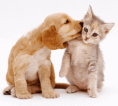 cute-dog-and-cat-4