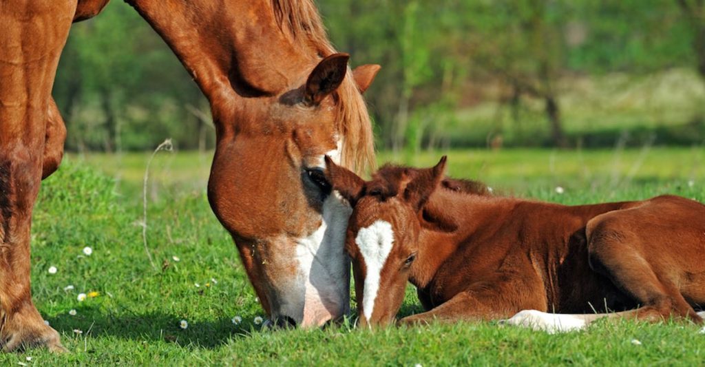 Giving Your Herd the Best Chance for Successful Fertility