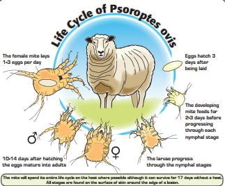 Sheep Scab – A Major Pest to Sheep Production