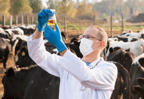 How Collaboration Drives Innovation and Quality in Animal Health Product Development