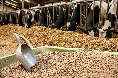 Improving the Regulatory and Trade Environment for US Animal Feed Manufacturers is Crucial for Supporting Affordable, Abundant Food Options Globally