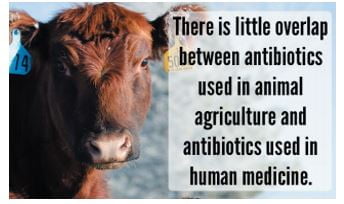 Importance of Ensuring Antibiotics Remain Viable Tool in Animal Health