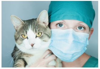 Why Should I Measure Serum Magnesium in Cats with Chronic Kidney Disease?