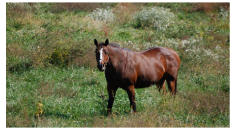 Advances in the Identification of Increased Endocrinopathic Laminitis Risk and Disease Prevention