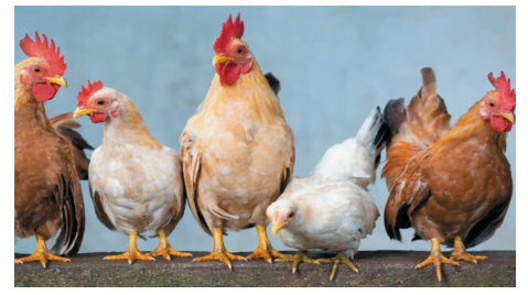 Disease Control, Stock Sanitation, and Environmental Hygiene in Broilers and Layer Production