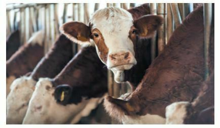 New Phage-based Diagnostic Offers Hope for Improved Bovine TB Strategy