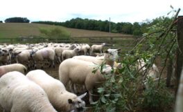 sheep